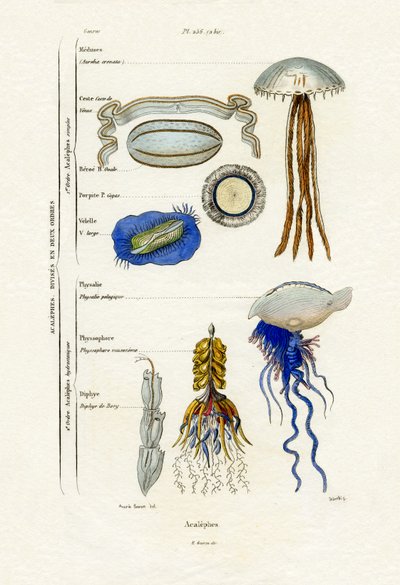 Medusa de French School